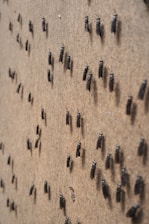 a group of people's shadows