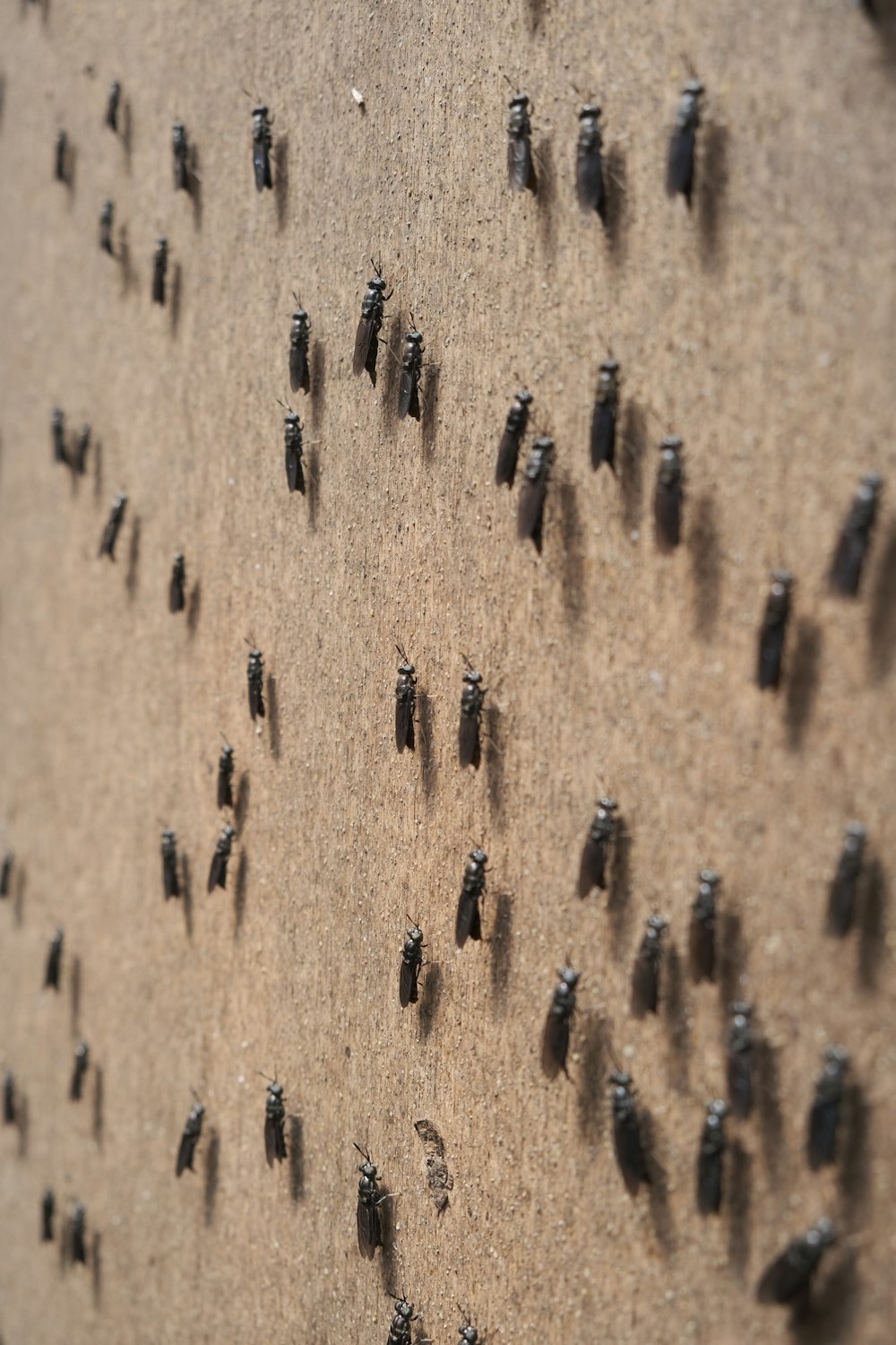 a group of people's shadows