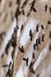 A swarm of flies clustered on a textured, mesh-like surface with a brownish hue, creating a pattern of shadows and light. The focus is on the detail of the insects, highlighting their bodies against the backdrop.