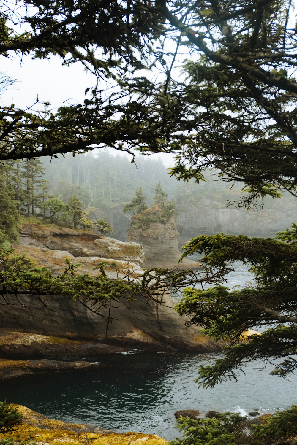 a river with trees and rocks