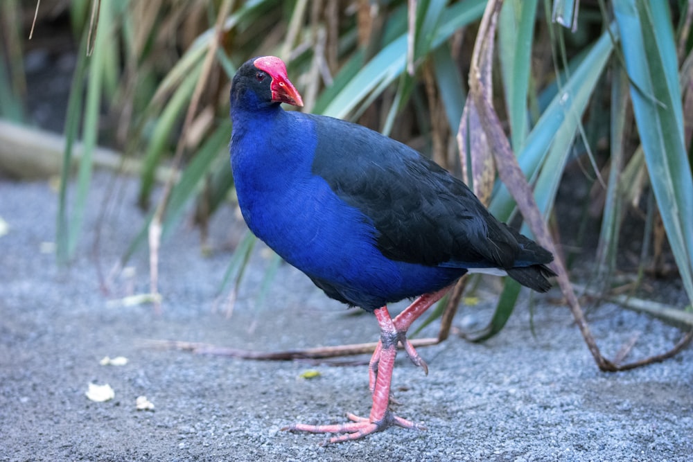 a bird standing on the ground