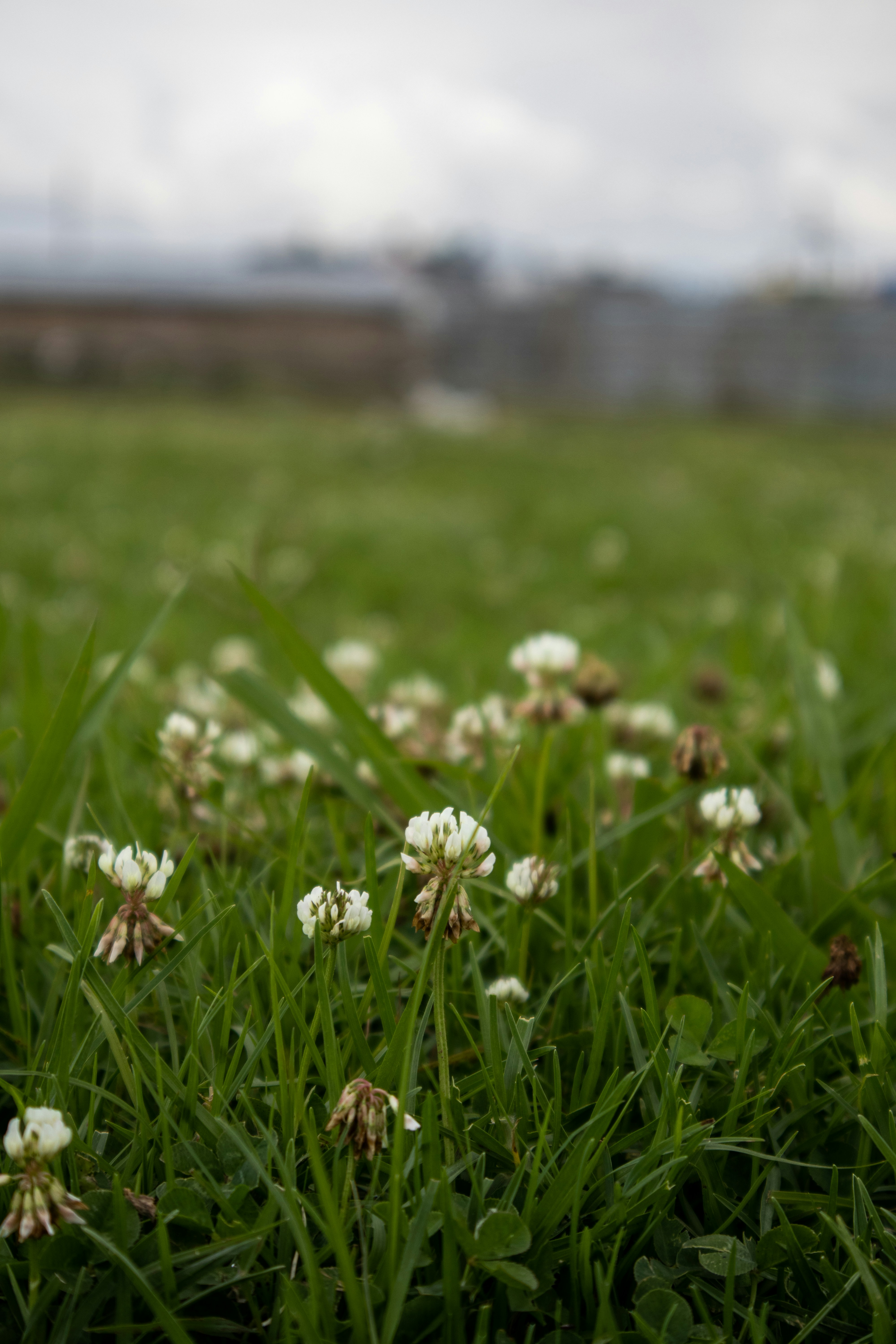 a field of grass with white flowers