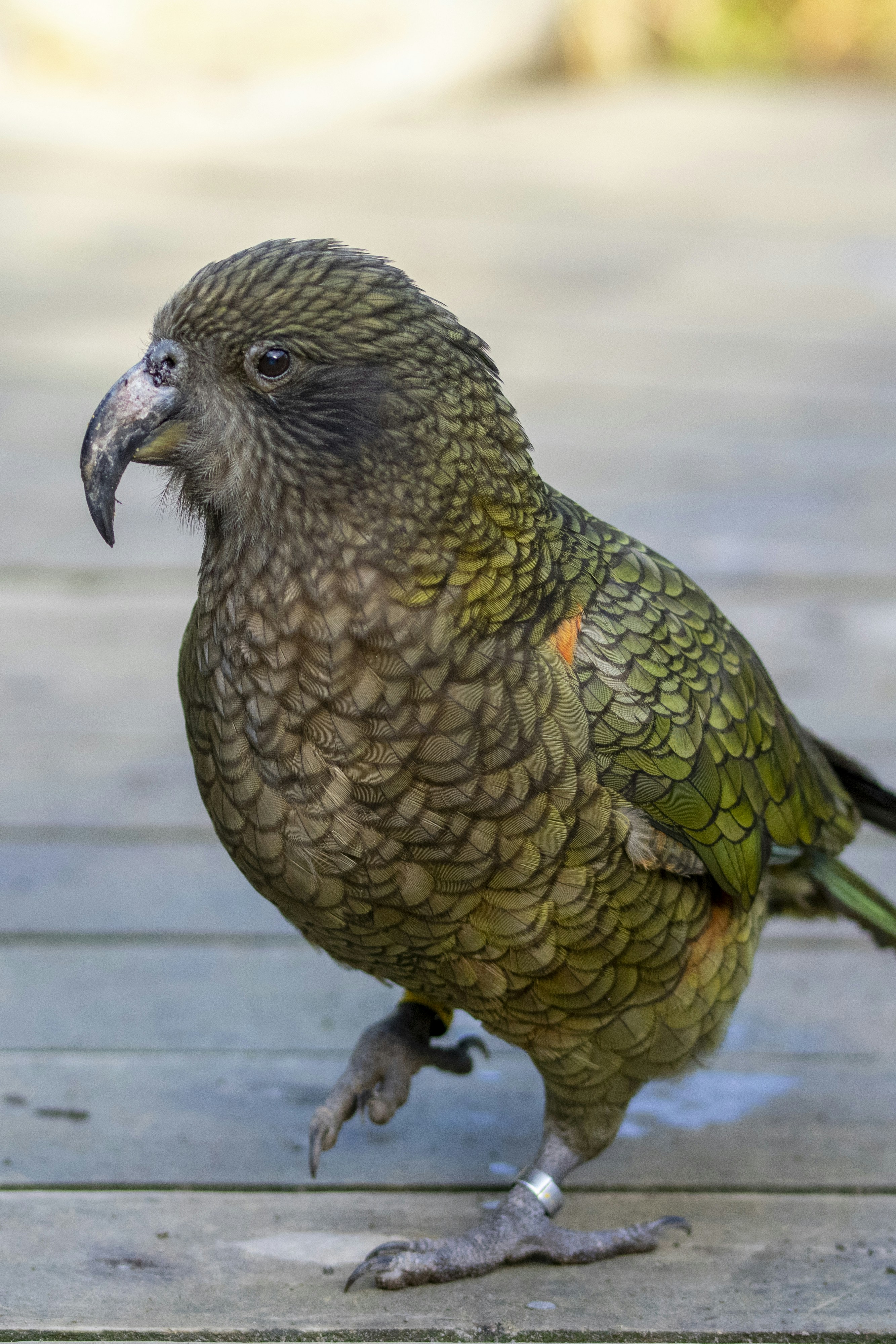 Photo by ellephant_photography