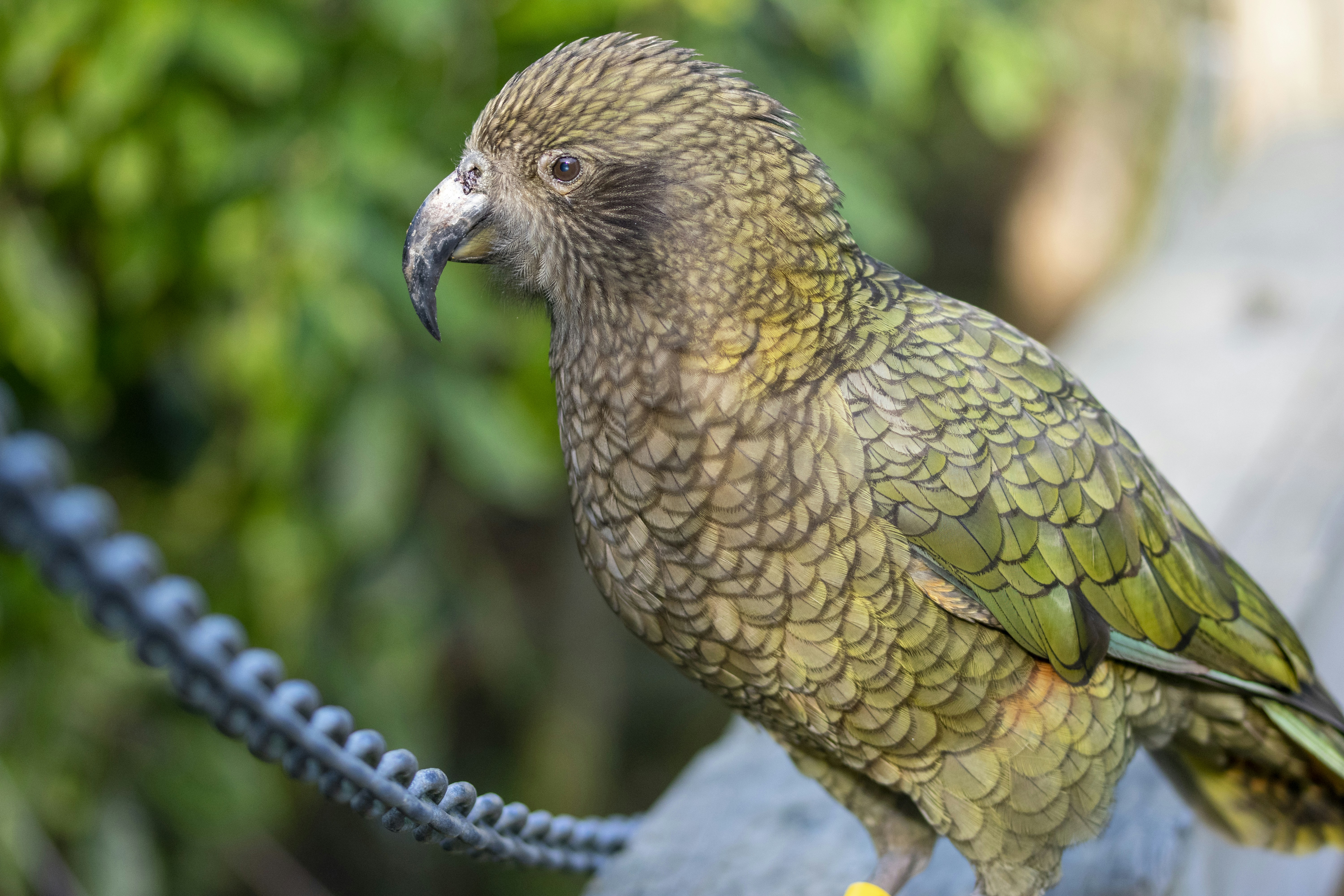 A bird standing on a wood surface photo – Free Zoo Image on Unsplash, image size:3000x2000