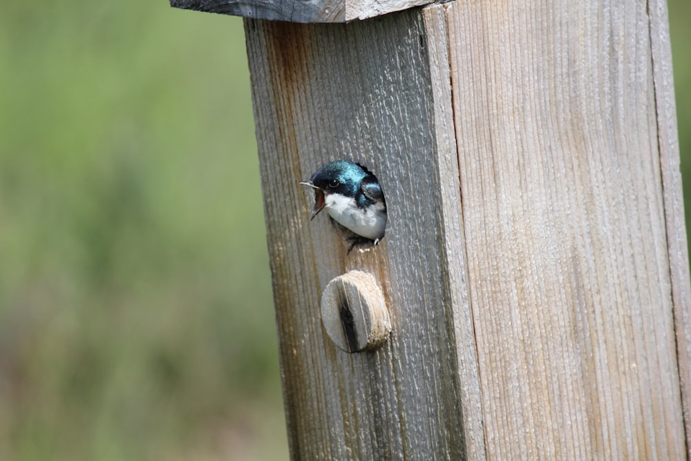 Un pájaro en un poste de madera