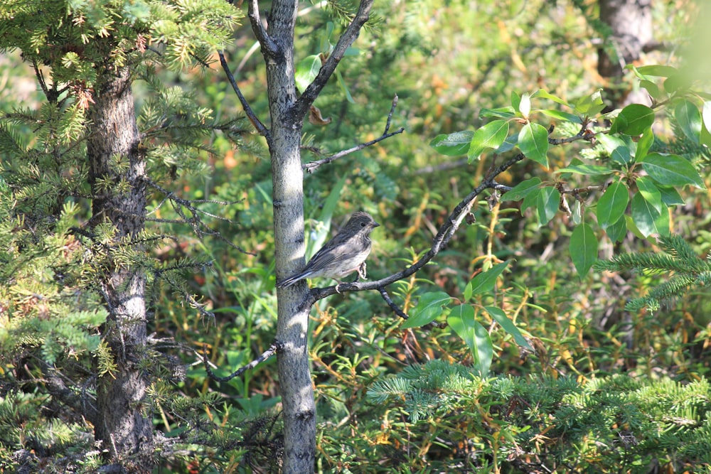 a bird perched on a tree branch