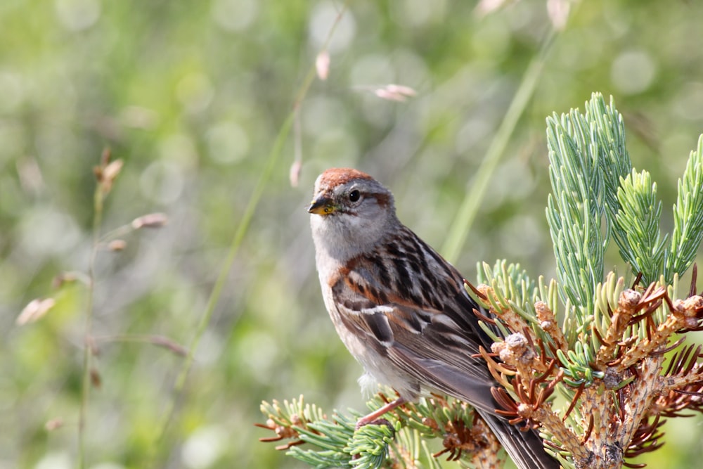 a bird sitting on a branch