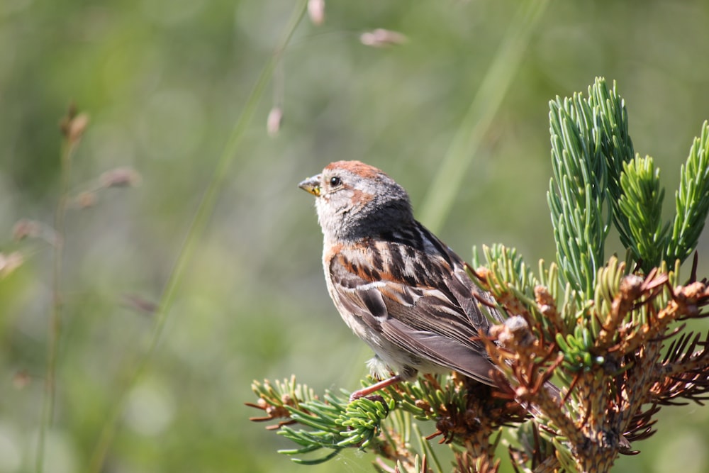 a bird on a branch