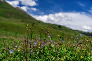 Wildflowers blooming in a quiet meadow framed by distant mountains under a clear sky.