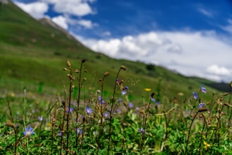 Wildflowers blooming in a quiet meadow framed by distant mountains under a clear sky.