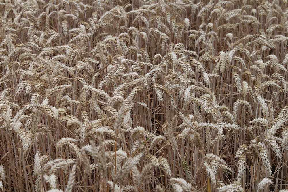 um campo de trigo