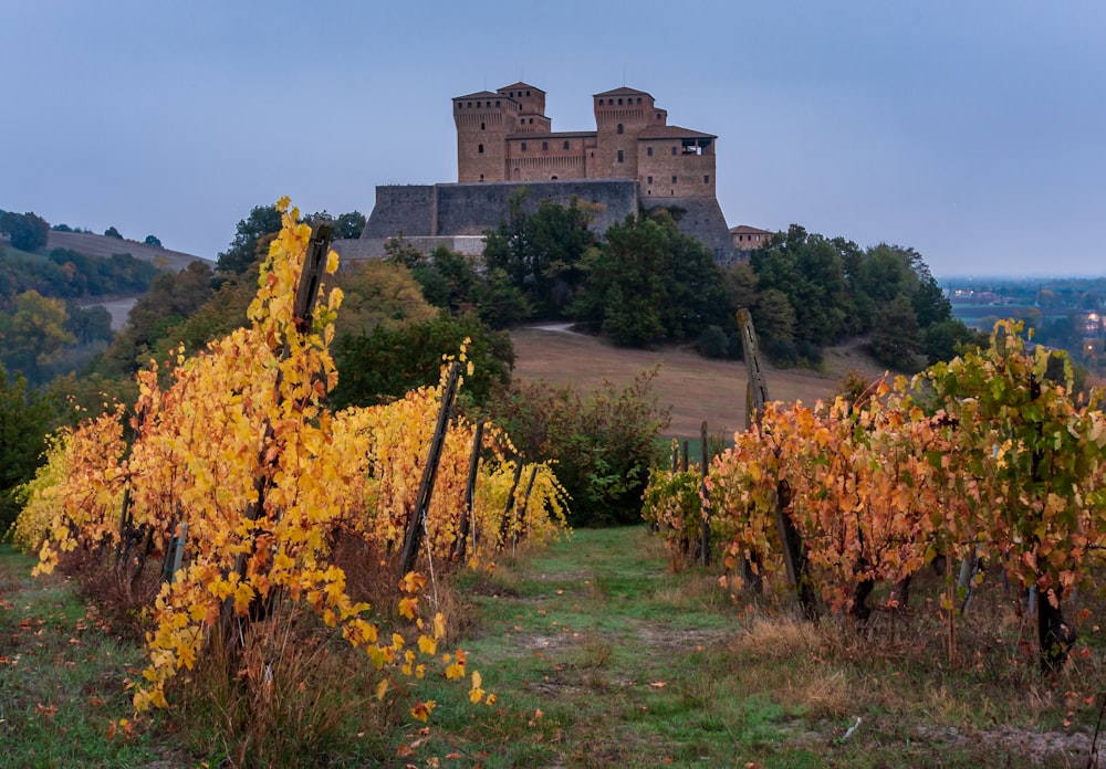 a castle on a hill