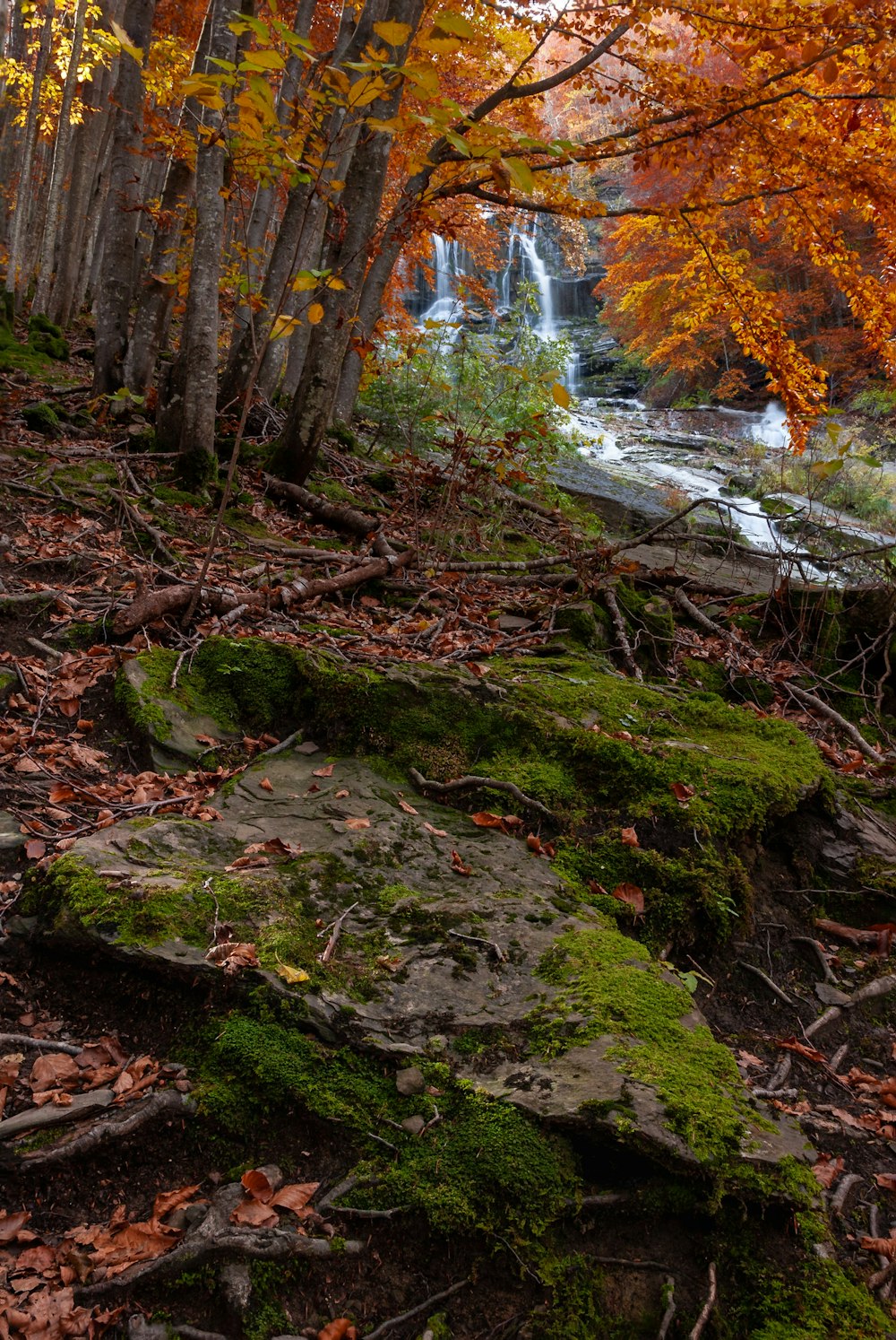 a stream with trees around it