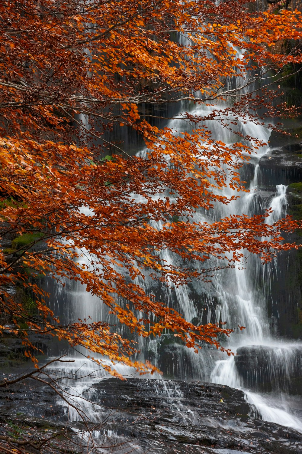 a waterfall with orange leaves