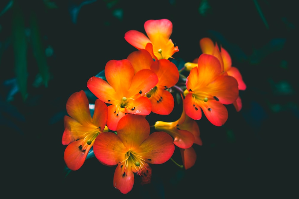 a close up of some flowers