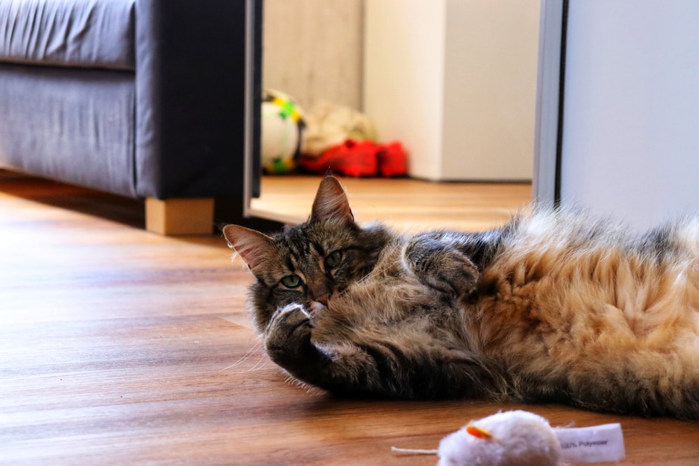 a cat lying on a table