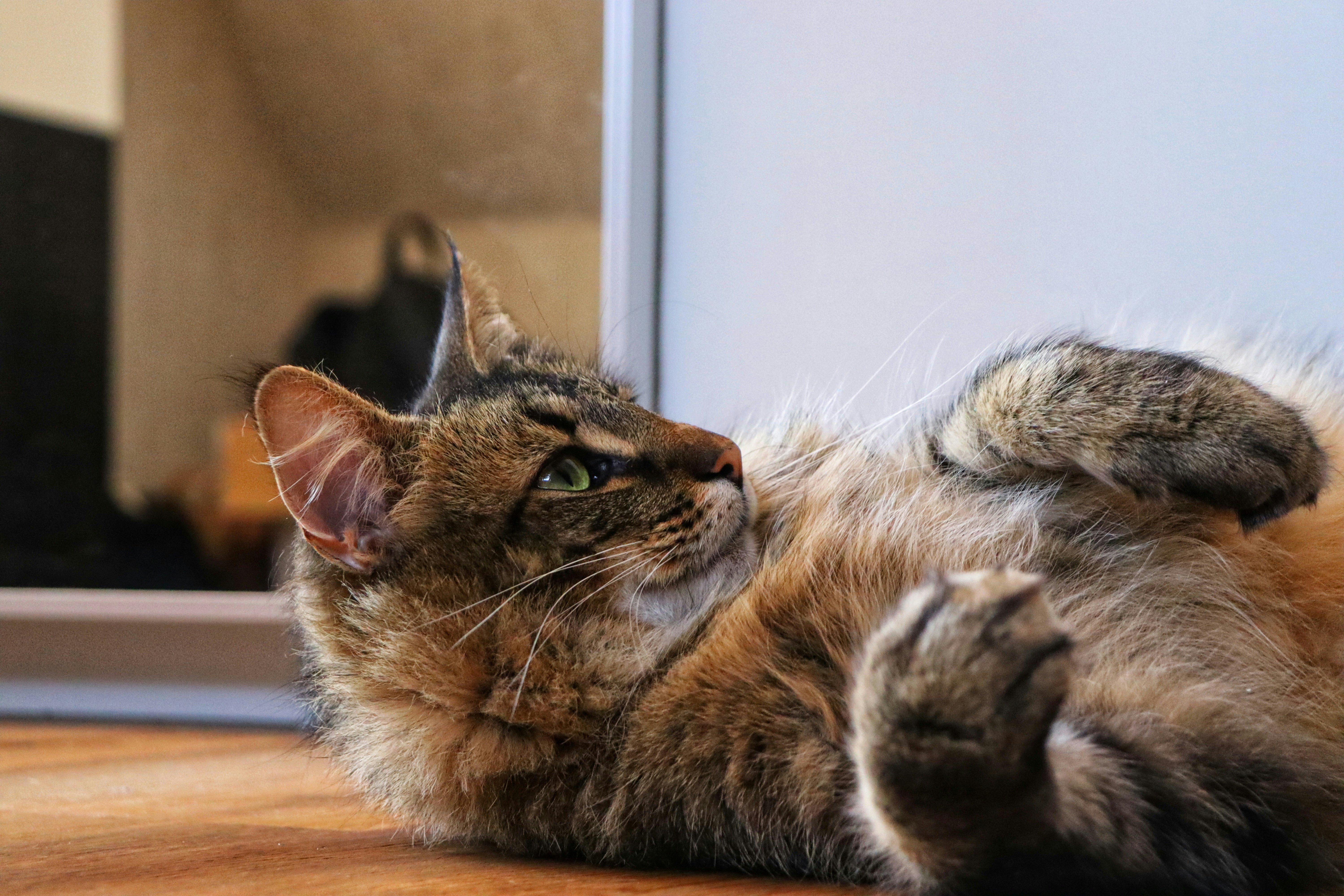 Photo by augustinfoto