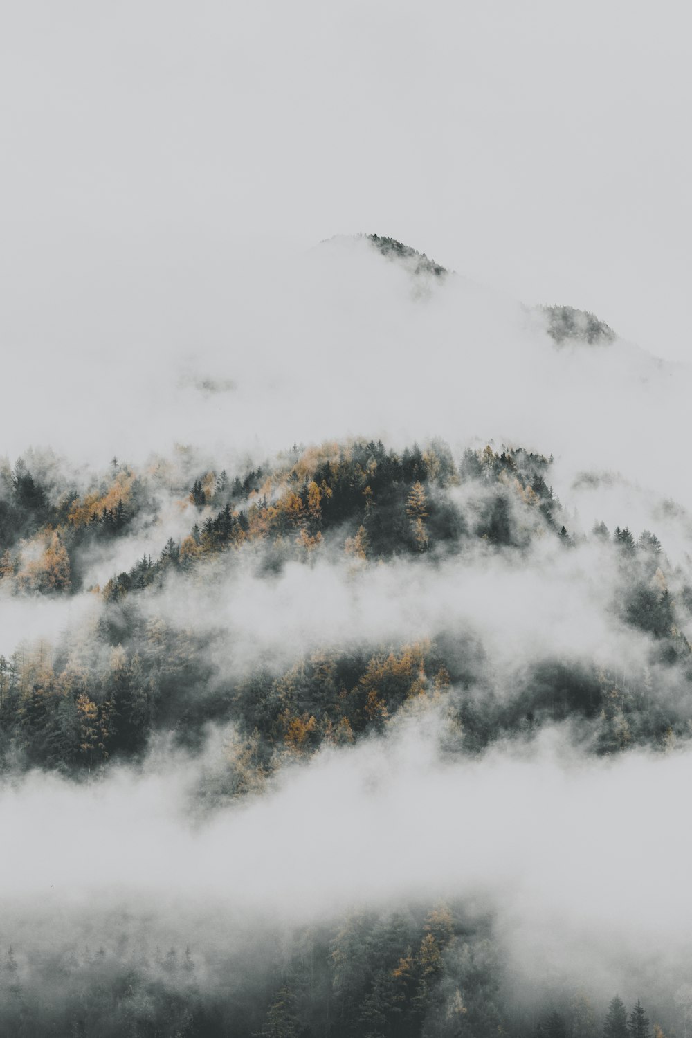 a foggy forest with trees