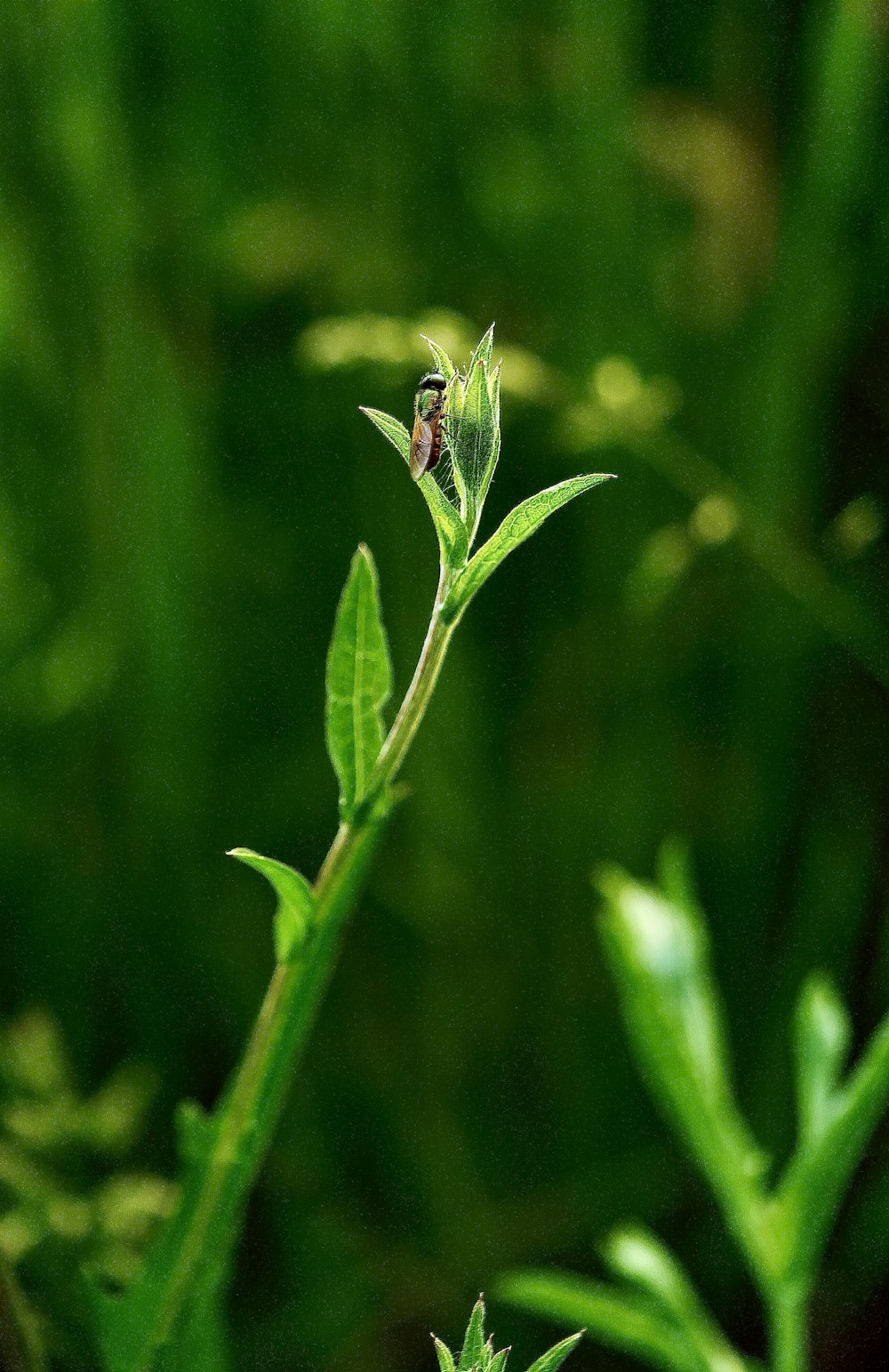 a bug on a leaf