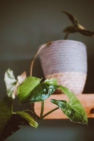 A close-up of vibrant green indoor plants arranged on wooden shelves with soft natural light.