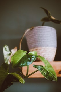 Close-up of delicate potted plants with lush green leaves on a wooden shelf.