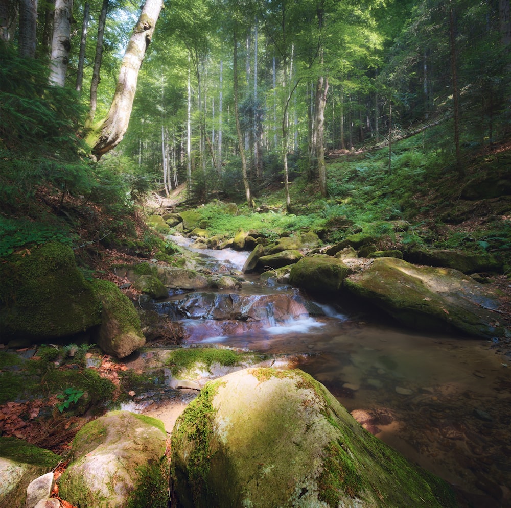 a stream in a forest