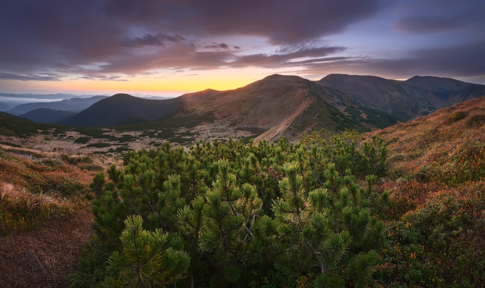 a landscape with trees and hills