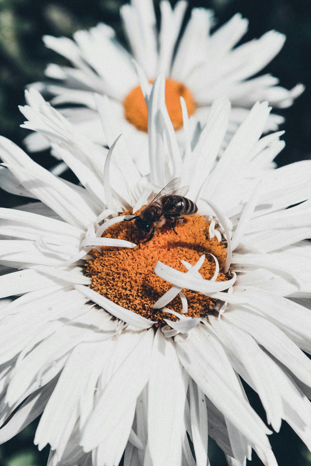 uma abelha em uma flor branca