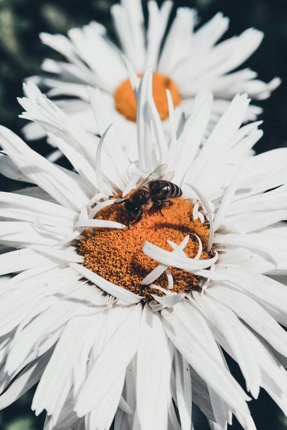 a bee on a white flower