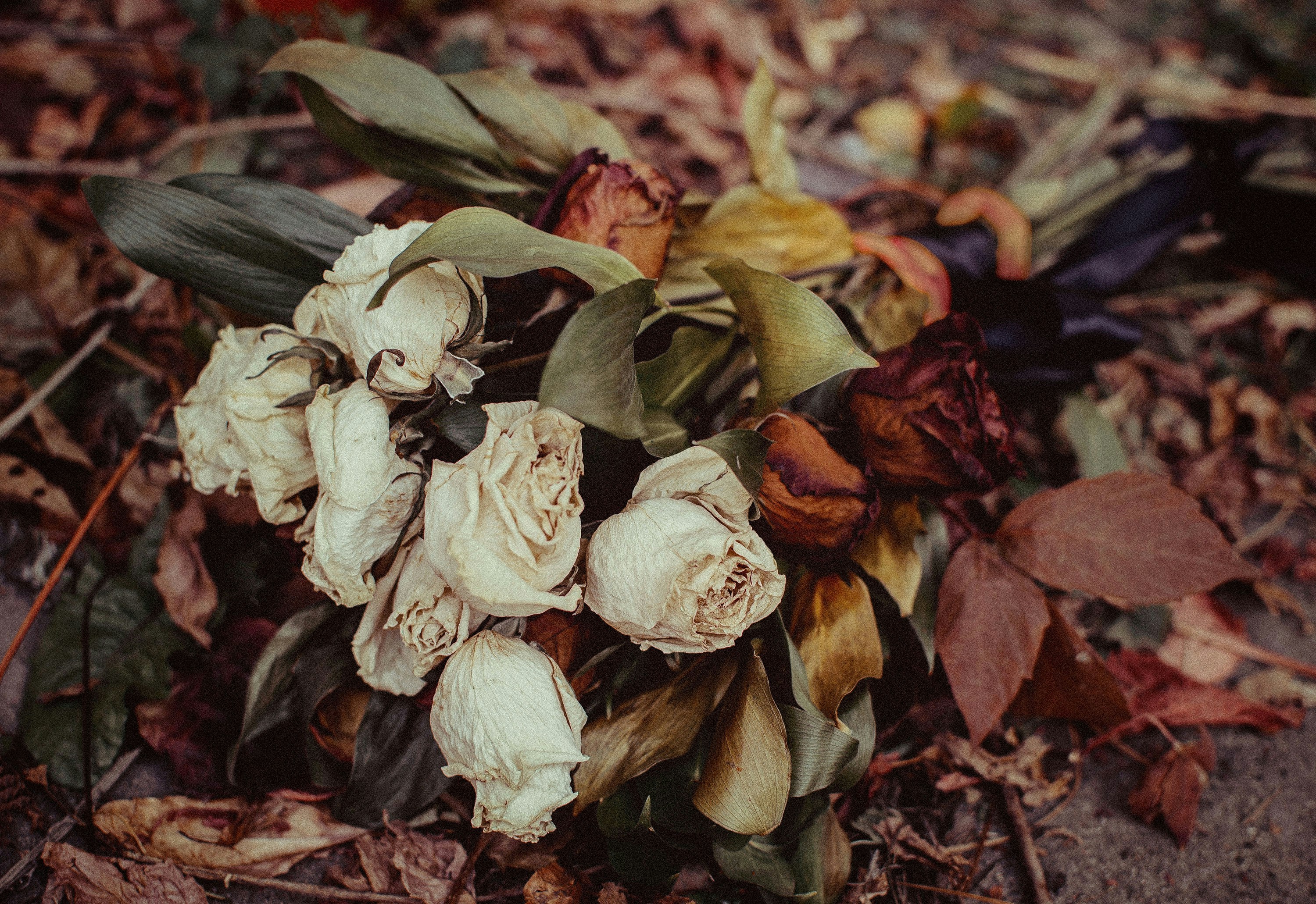 a close up of a flower