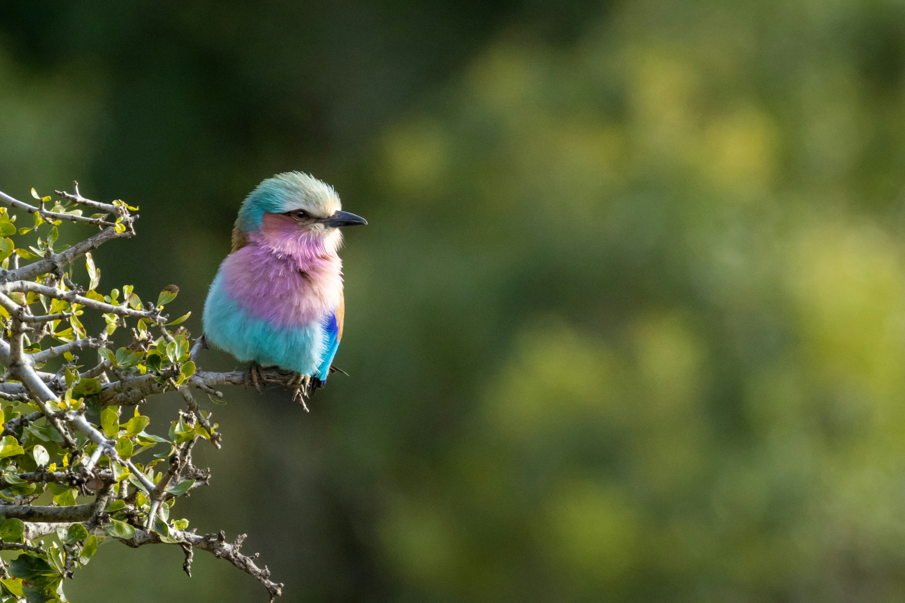 Lilac-breasted roller in Sabi Sands Game Reserve