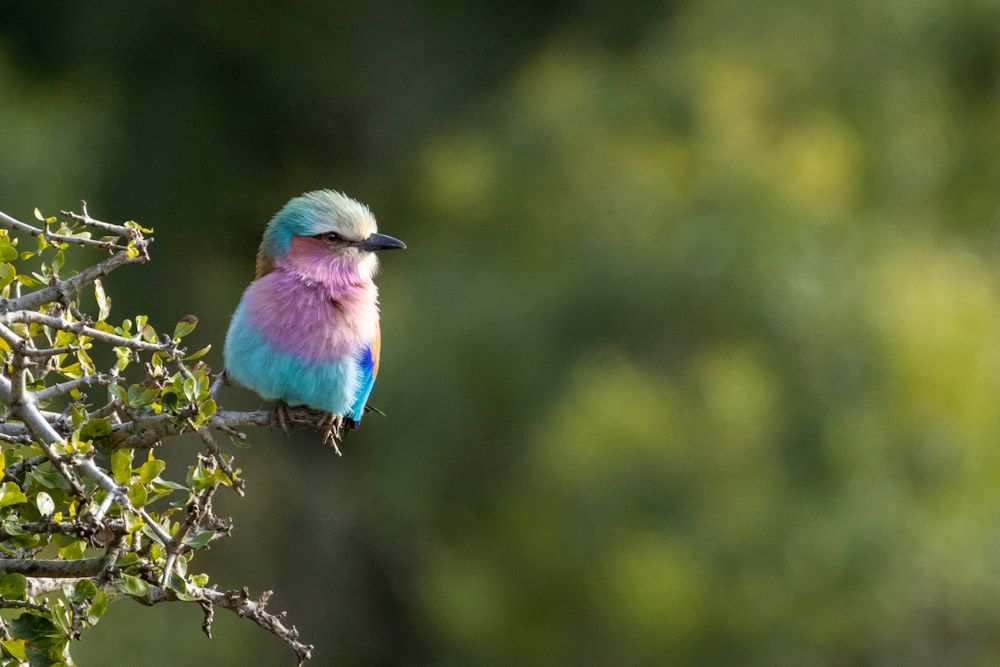 a bird sits on a branch