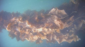 A dense cluster of brown seaweed is seen underwater. The seaweed features broad, wavy fronds with varying shades of brown and a few lighter patches. The background is turquoise, adding a soft contrast to the seaweed.