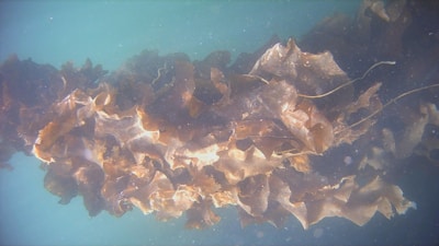 A dense cluster of brown seaweed is seen underwater. The seaweed features broad, wavy fronds with varying shades of brown and a few lighter patches. The background is turquoise, adding a soft contrast to the seaweed.