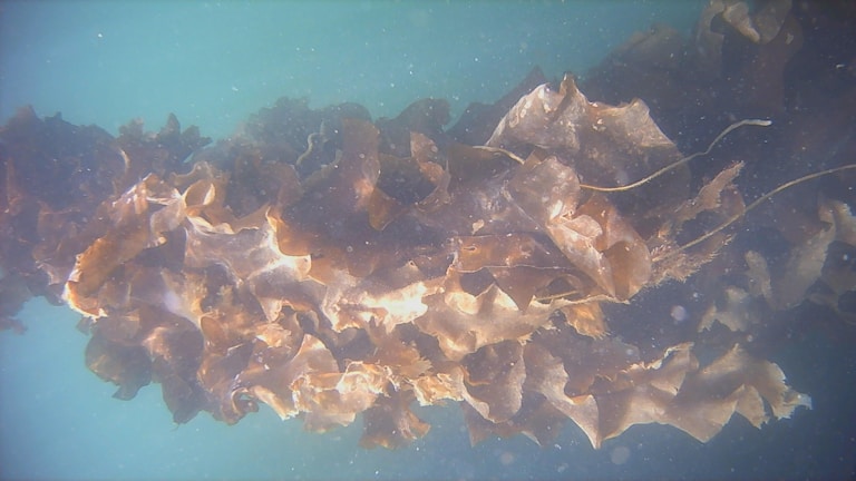 A dense cluster of brown seaweed is seen underwater. The seaweed features broad, wavy fronds with varying shades of brown and a few lighter patches. The background is turquoise, adding a soft contrast to the seaweed.