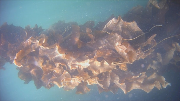 A dense cluster of brown seaweed is seen underwater. The seaweed features broad, wavy fronds with varying shades of brown and a few lighter patches. The background is turquoise, adding a soft contrast to the seaweed.