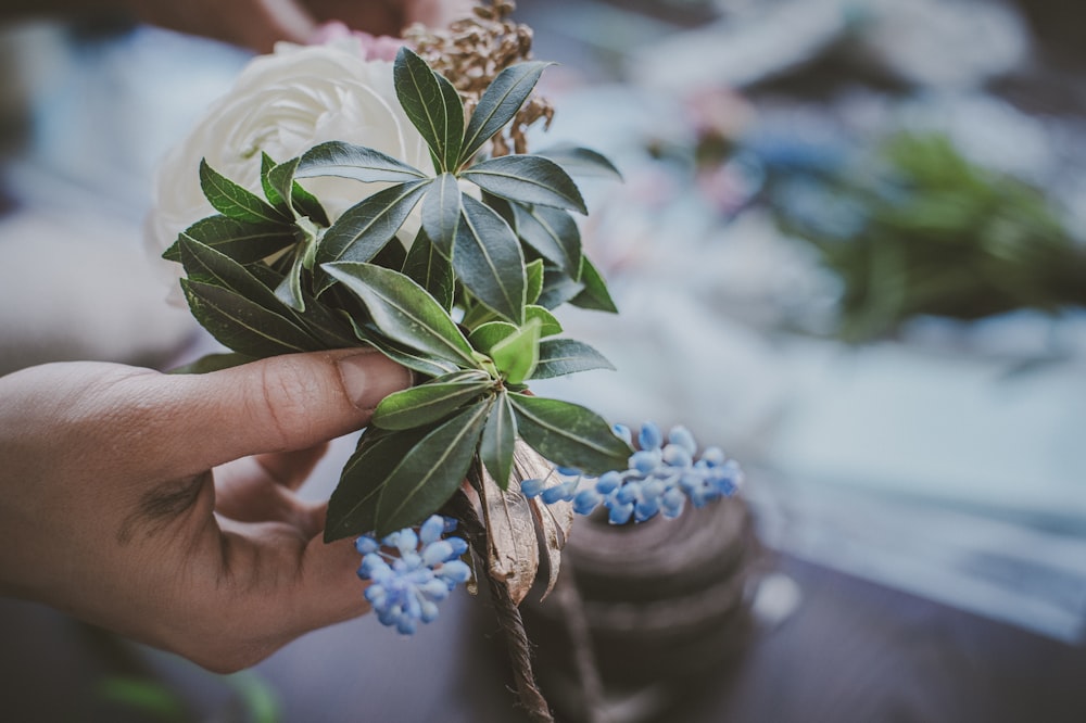 a hand holding a plant