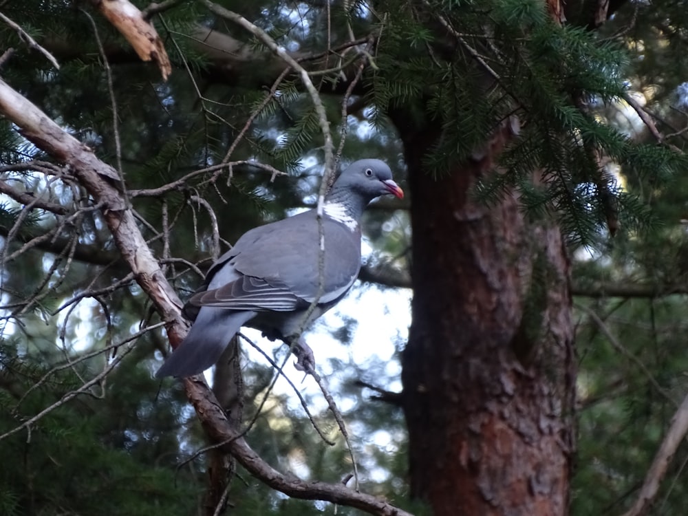 a bird perched on a tree branch