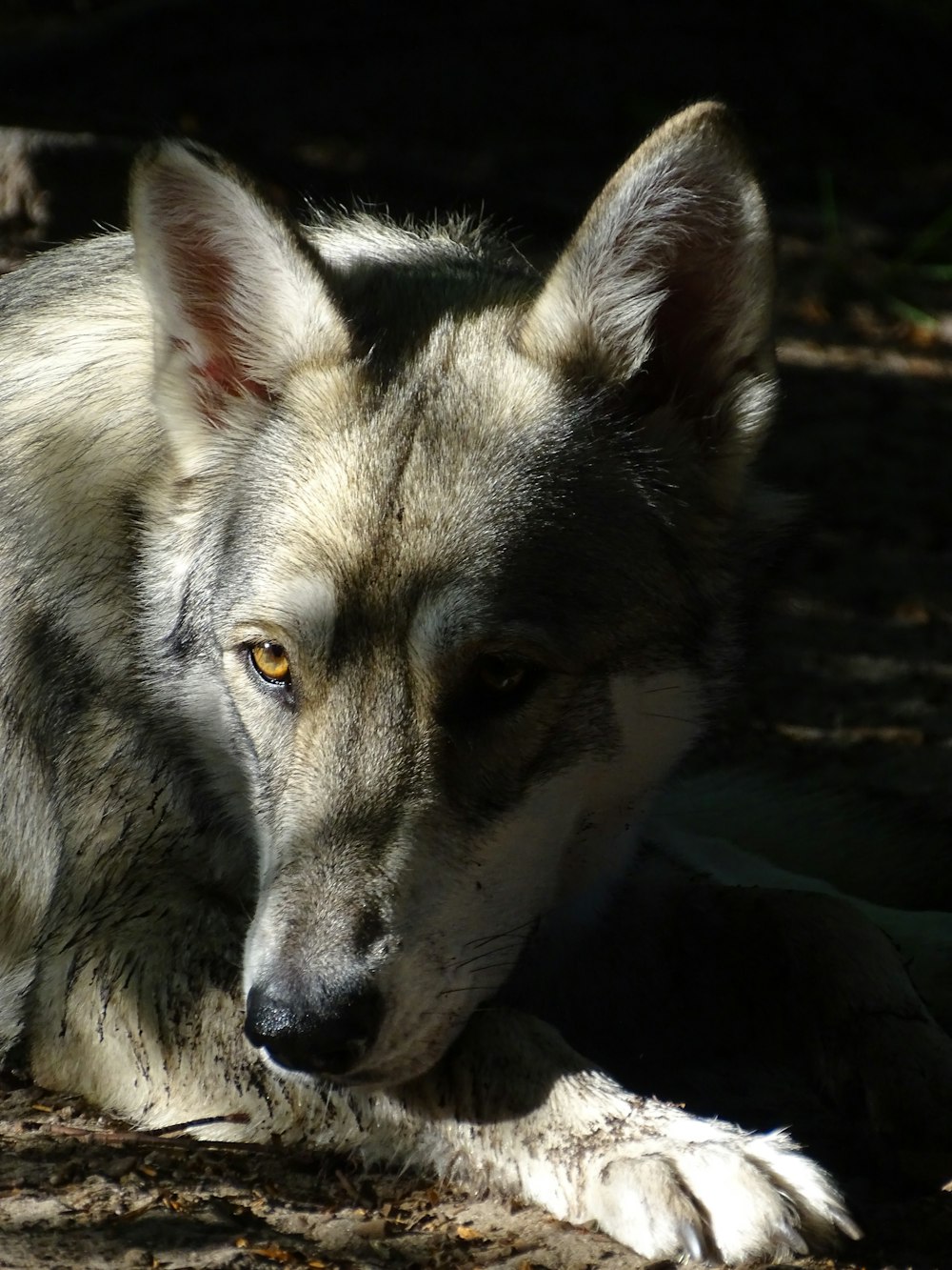 um lobo deitado