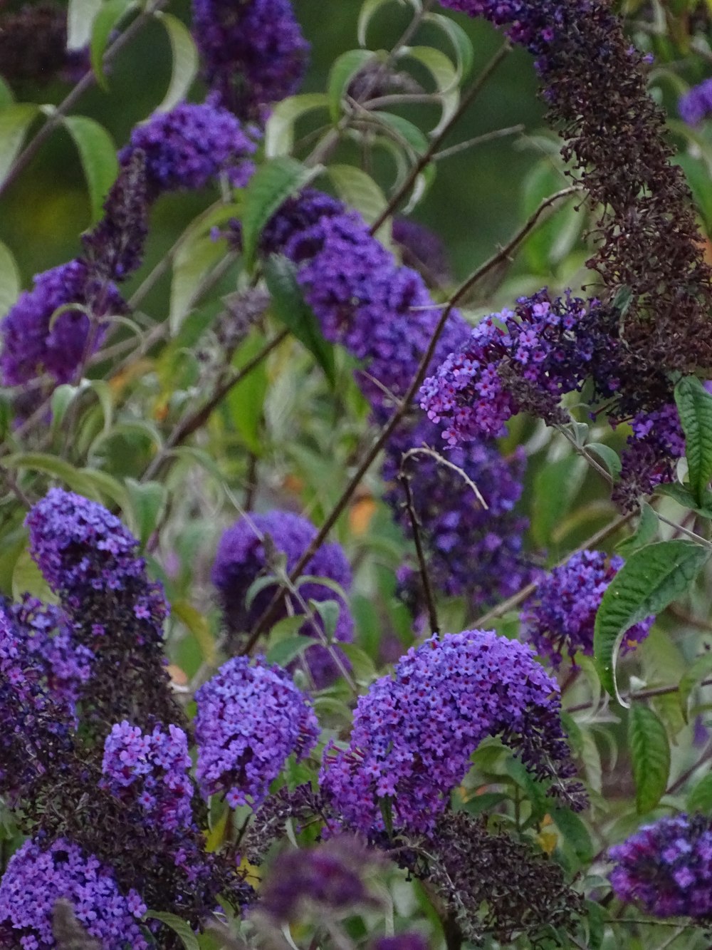 a close up of purple flowers