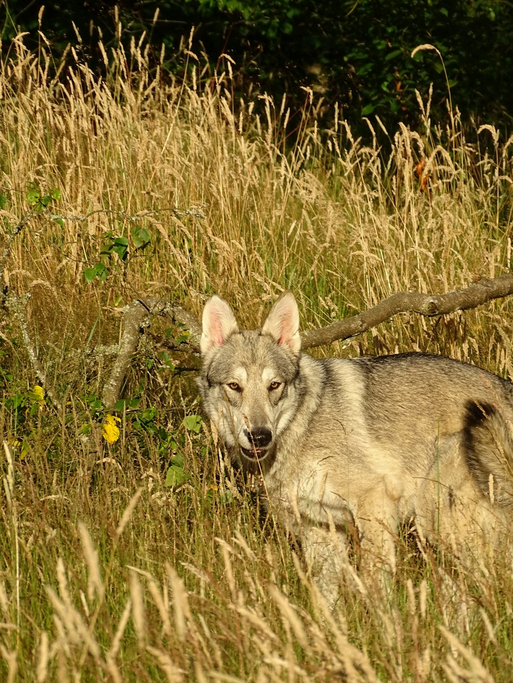 a wolf in a field