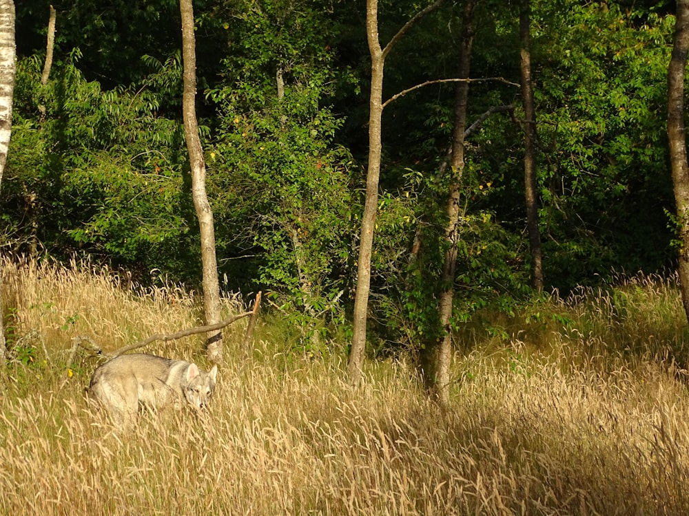 a lion in a grassy area