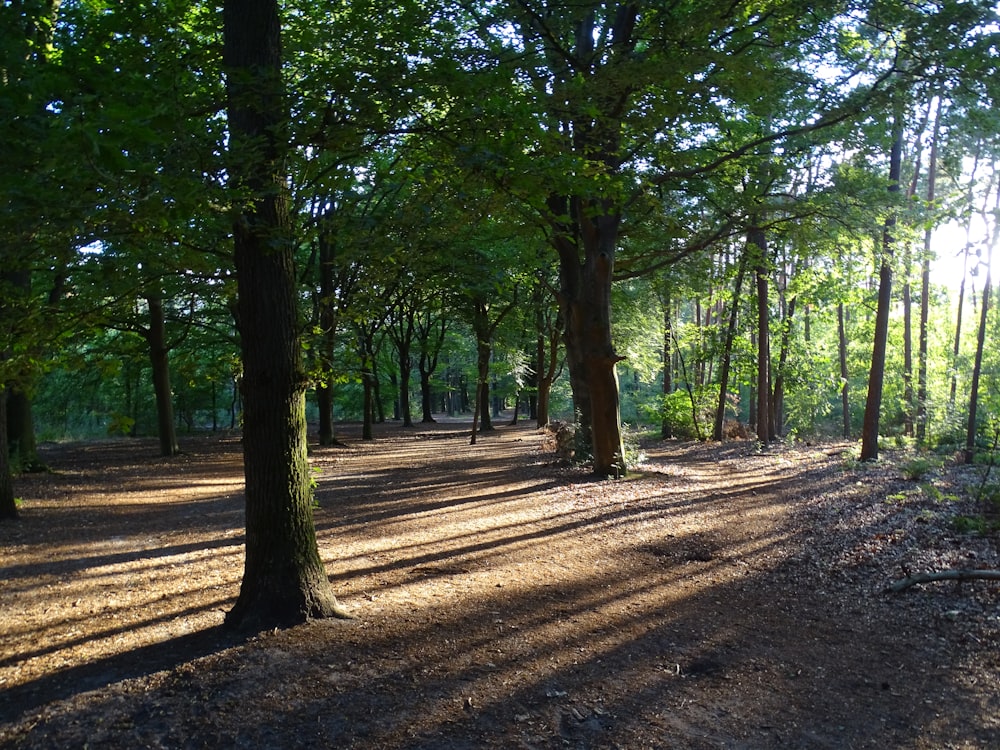 a dirt path through a forest