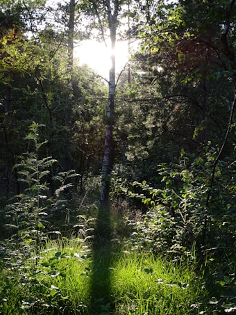 The image depicts a lush, green forest scene with a variety of trees and underbrush. Sunlight filters through the canopy, illuminating patches of grass and foliage on the forest floor. The center of the image is dominated by a tree trunk, with light streaming around it, casting long shadows.