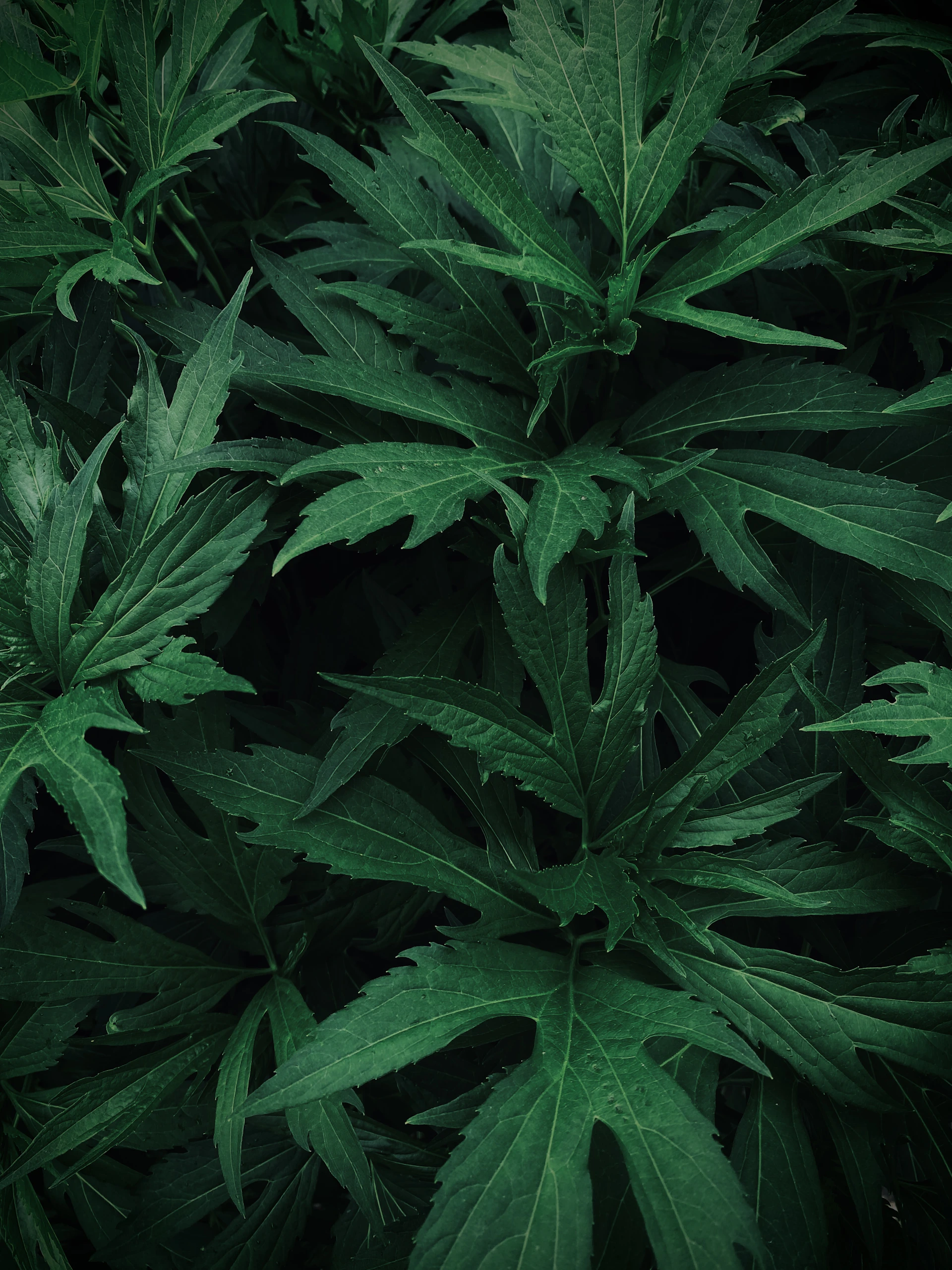 a group of green leaves