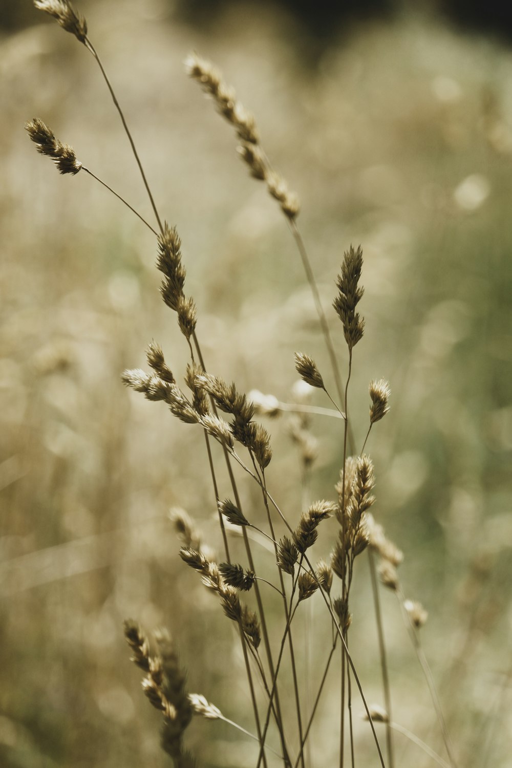 close up of a plant