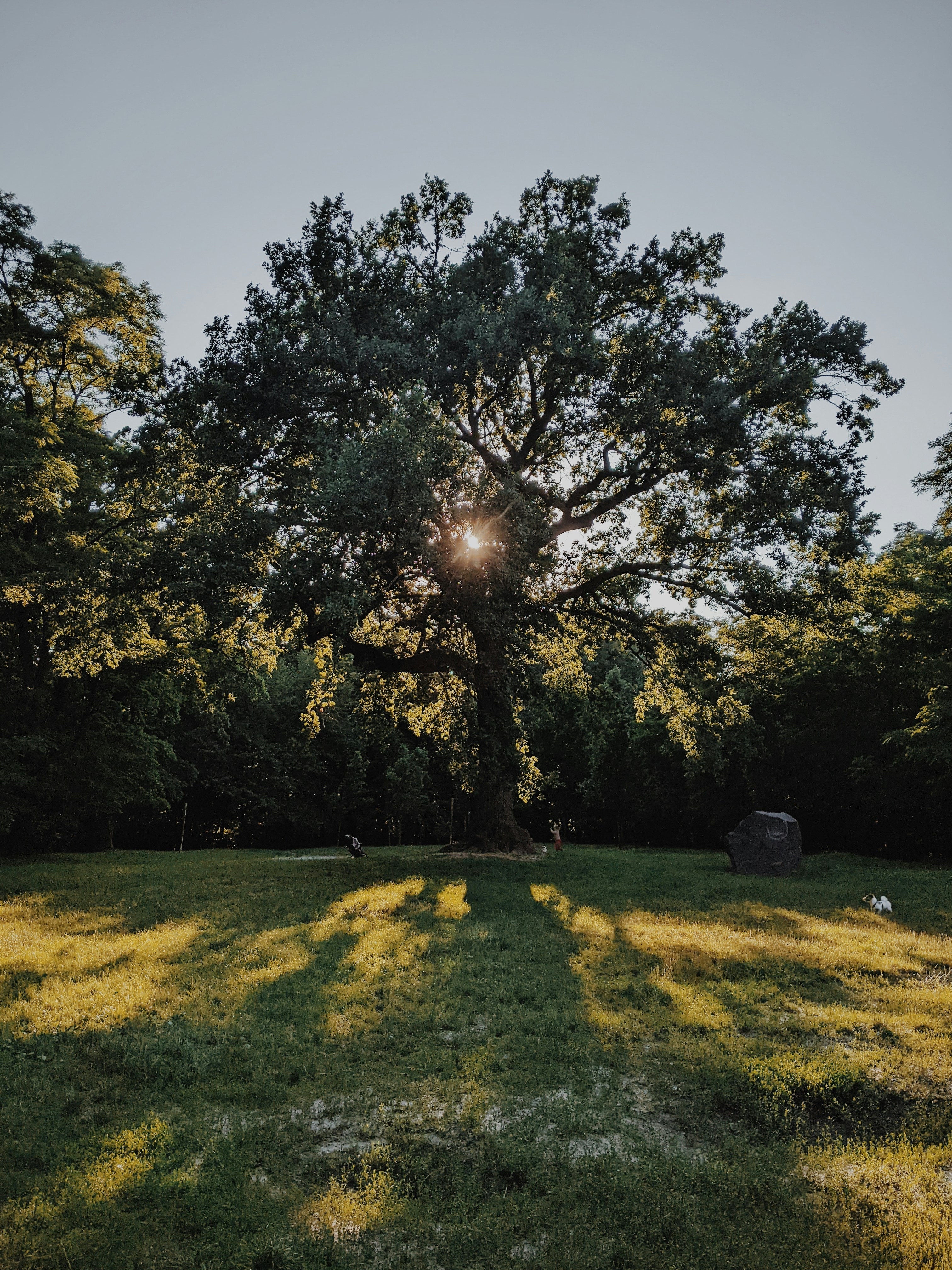 a tree in a field