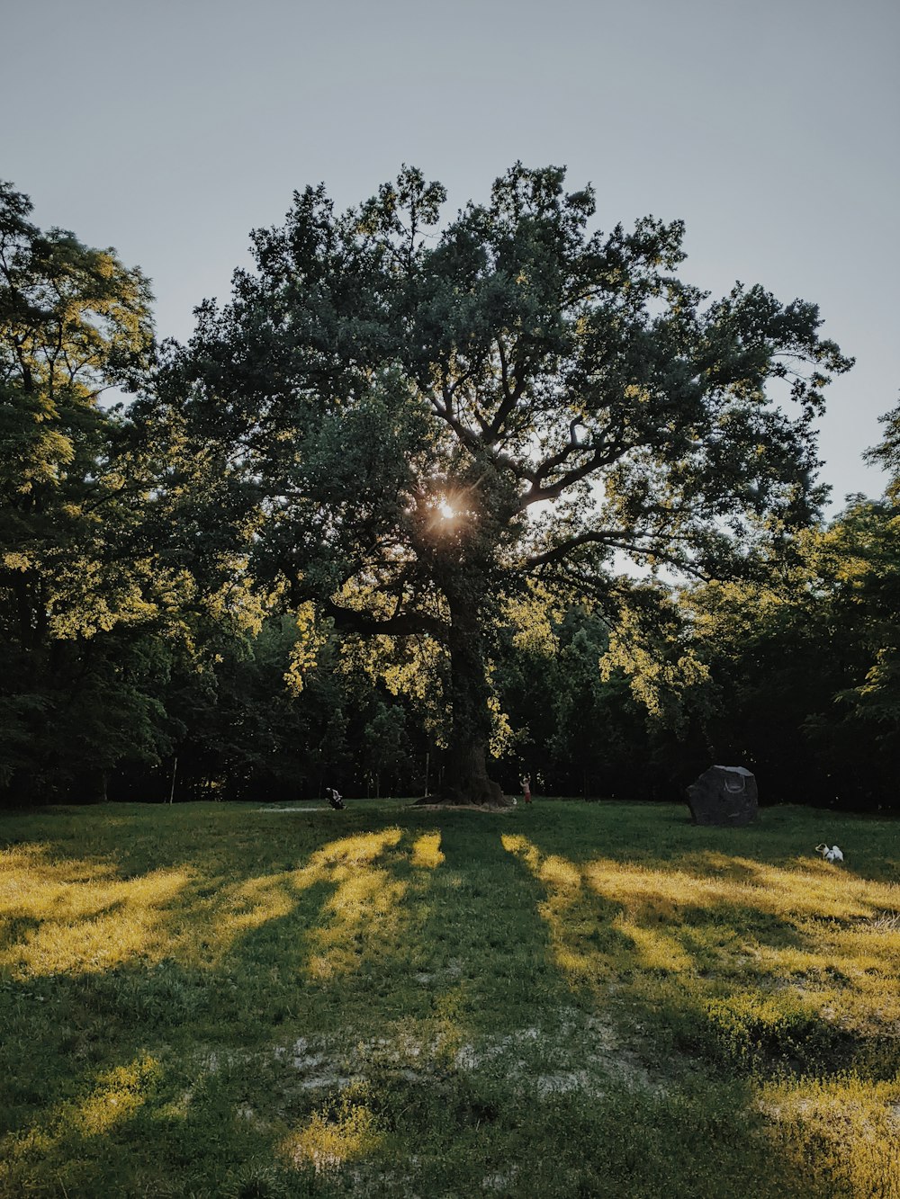 a tree in a field