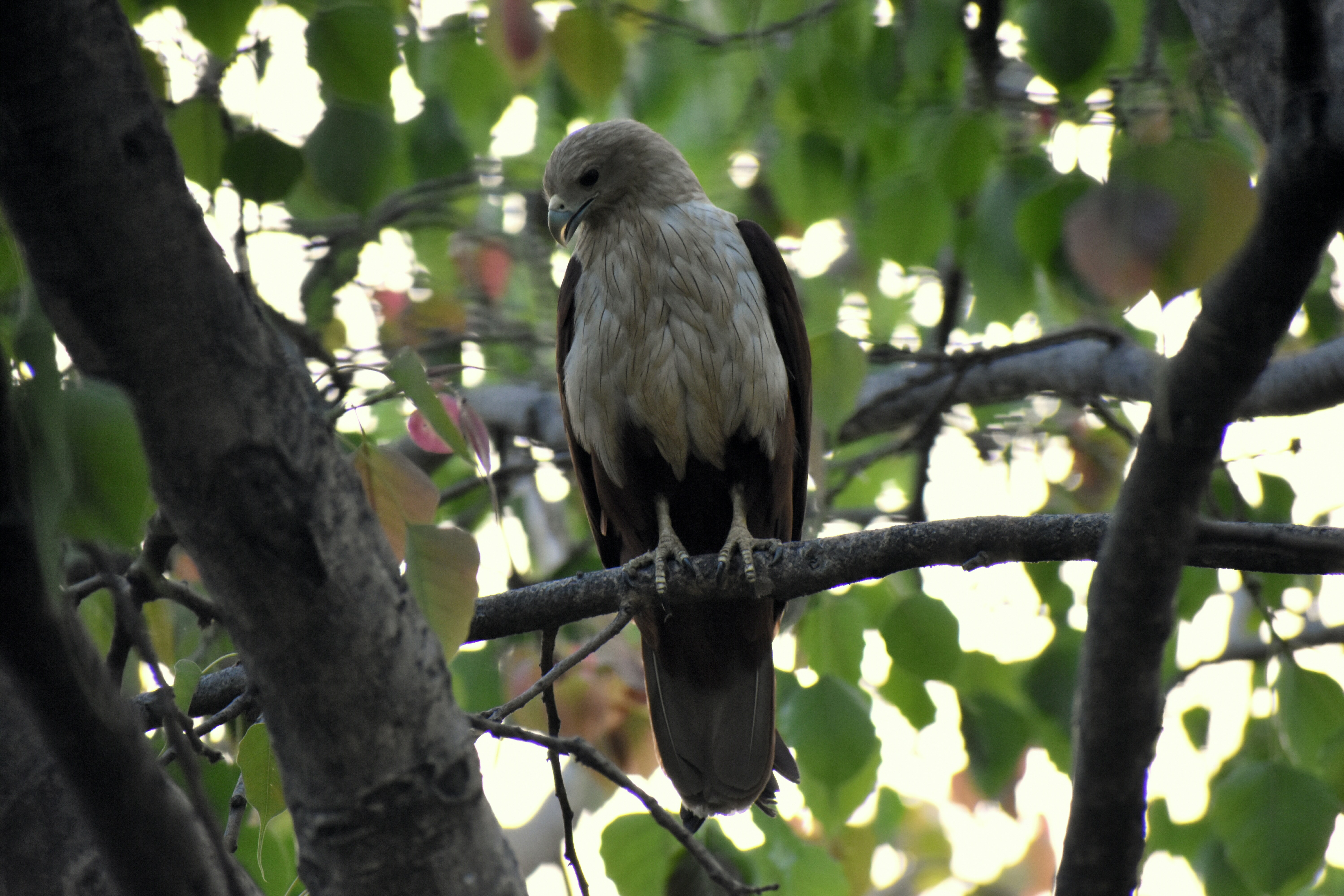 Photo by _nidhibhat_