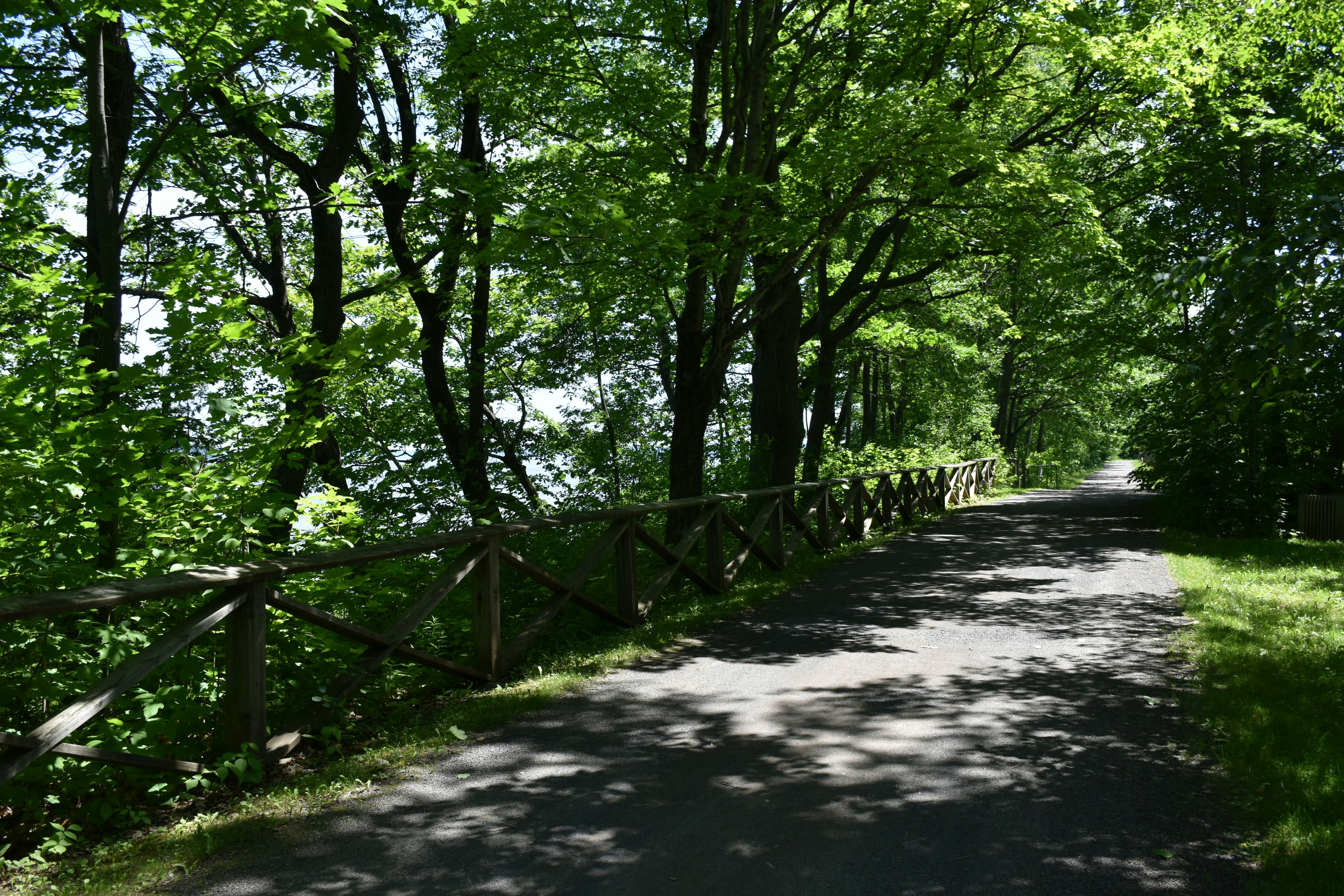 a path through a forest
